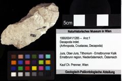 Foto (Objket + Etiketten) von Decapoda indet. 